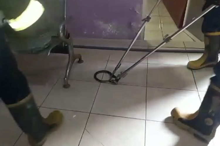 Petugas saat menangkap ular kobra yang tiba-tiba diketahui berada di dalam salah satu klinik kecantikan di Desa Setrohadi, Kecamatan Duduksampeyan, Gresik, Jawa Timur, Senin (24/6/2024).
