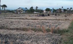 Ikut Program AUTP, Petani Jombang Ungkap Keuntungan yang Dirasakan