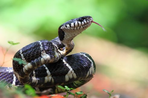 Awas, 5 Hal yang Bisa Undang Ular Masuk Rumah