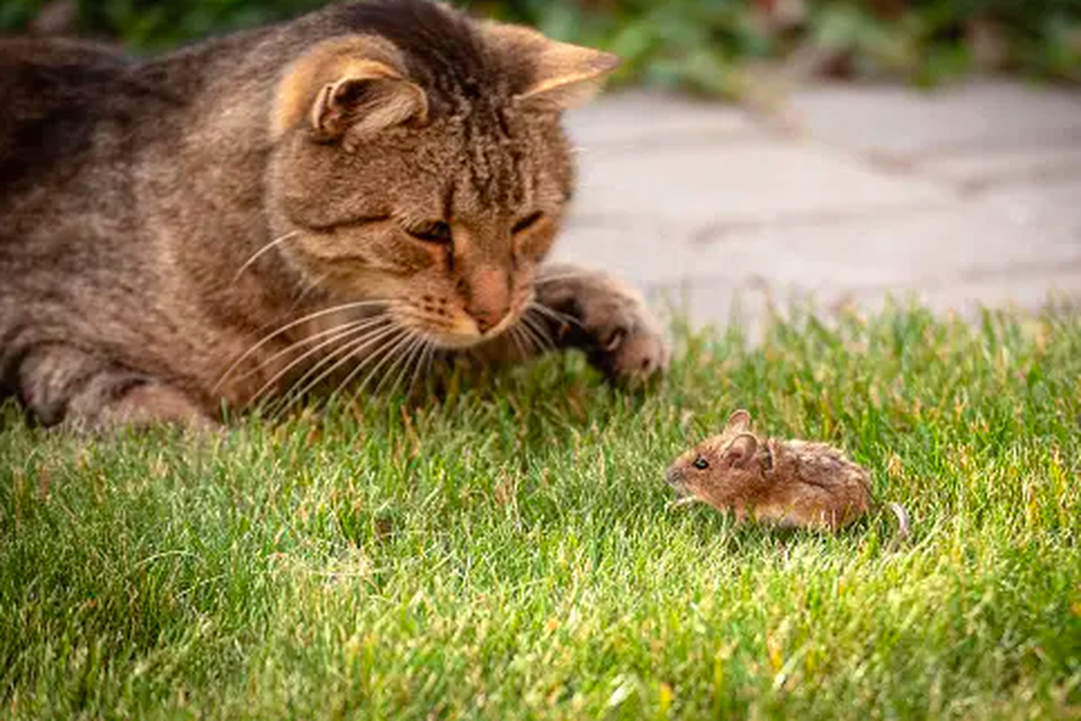 Ilustrasi kucing dan tikus