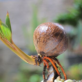 Ilustrasi bonsai kelapa. 