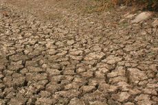 Tekan Dampak Kekeringan, Pemkab Bogor Asuransikan 25.000 Ha Sawah