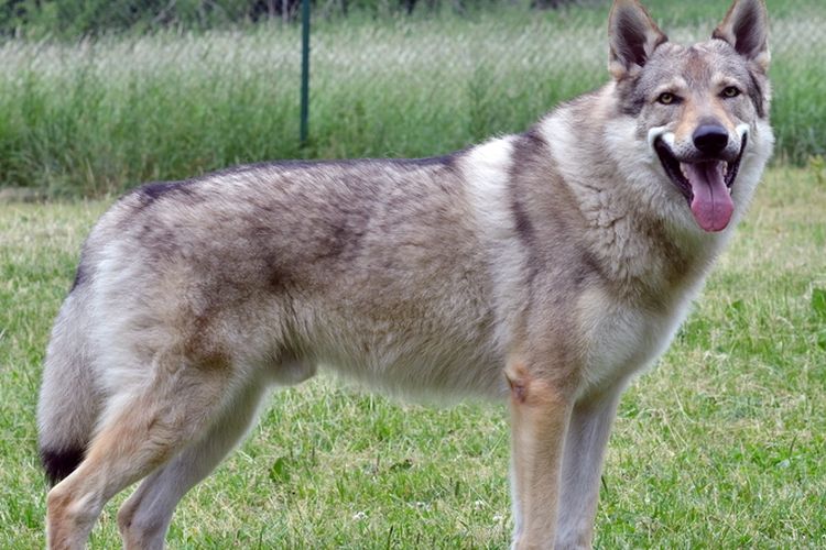 Ilustrasi ras anjing Czechoslovakian Vlcak.