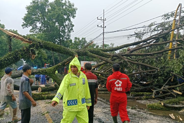 Petugas bencana tengah mengevakuasi pohon tumbang di jalan raya Karangsono, Desa Karangduren, Kecamatan Pakisaji, Kabupaten Malang saat terjadi hujan deras, Sabtu (16/11/2024).