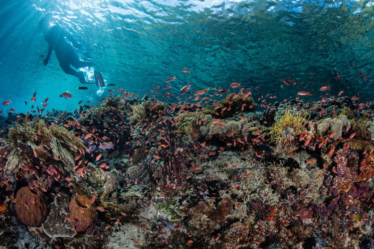  Panorama koral di bawah perairan Alor, Nusa Tenggara Timur.