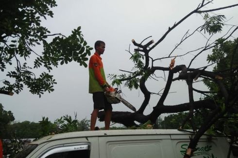Enam Mobil Rusak Tertimpa Pohon Tumbang Akibat Angin Kencang di Solo