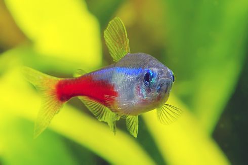 Jumlah Ikan Neon Tetra yang Bisa Ditaruh dalam Satu Akuarium