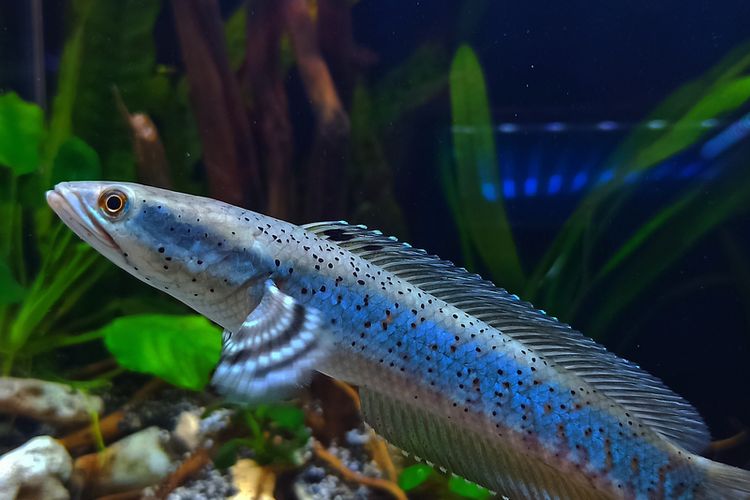 Ikan Channa Kerabat Ikan Gabus Yang Cantik Untuk Dikoleksi Halaman All Kompas Com