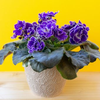 Ilustrasi tanaman hias african violet. 