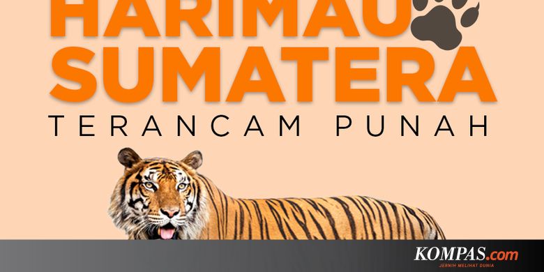 Unduh 620 Koleksi Gambar Harimau Ngantuk Paling Bagus 