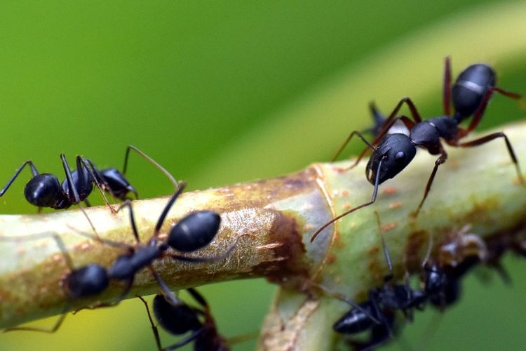 Ilustrasi semut, semut di halaman rumah, semut di batang tanaman. 