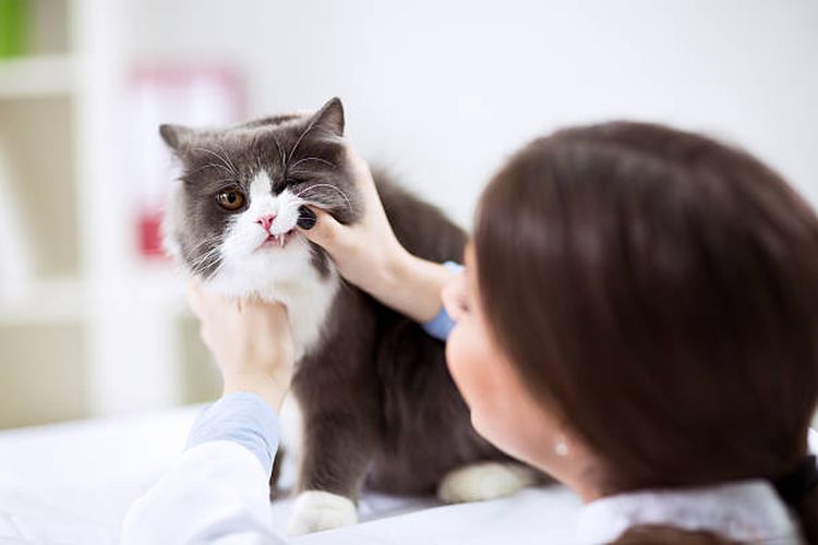 Tips mencegah penyakit gusi pada kucing.