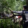 1 Pohon Tumbang dan 2 Patah Cabang akibat Hujan Deras di Jakarta Pusat