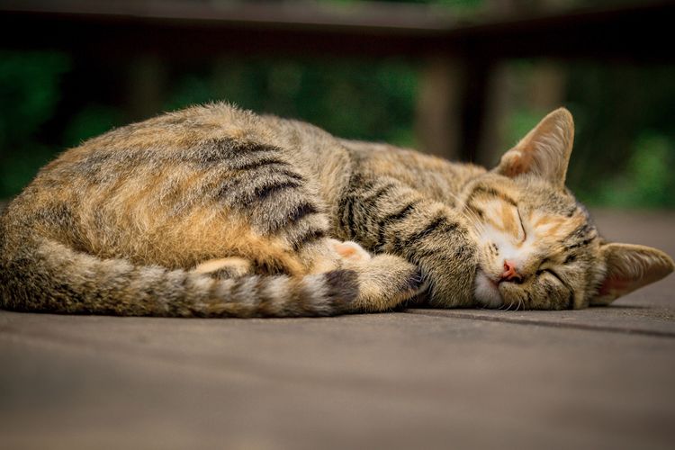 Seperti manusia, kucing juga bisa demam dan menggigil.