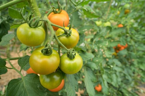 6 Penyebab Tomat Tidak Kunjung Merah