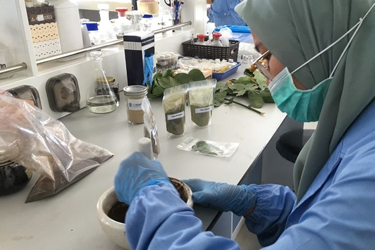 Pusat Penelitian Kimia LIPI mencoba mengembangkan ekstrak daun ketepeng badak (Cassia alata) dan benalu (Dendrophthoe sp.) sebagai obat herbal antivirus Covid-19.