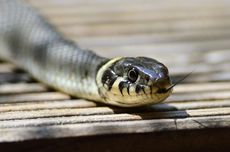 Pemerintahan Bakal Bangun Huntara untuk Korban Bencana Sumatera