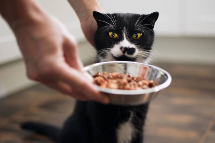 Penyebab kucing kehilangan nafsu makan.