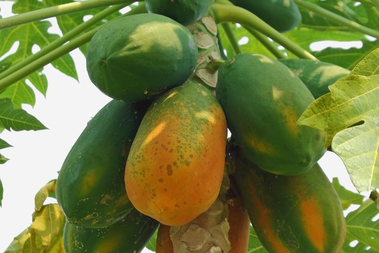 Ilustrasi pohon pepaya.