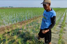 Cerita Petani Cirebon yang Cari Rongsok karena Sawahnya Terdampak El Nino