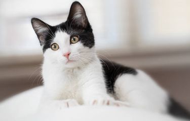 5 Rekomendasi Ras Kucing Hitam Putih untuk Dipelihara