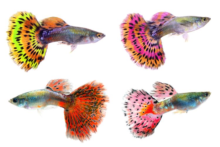 Ilustrasi ikan guppy