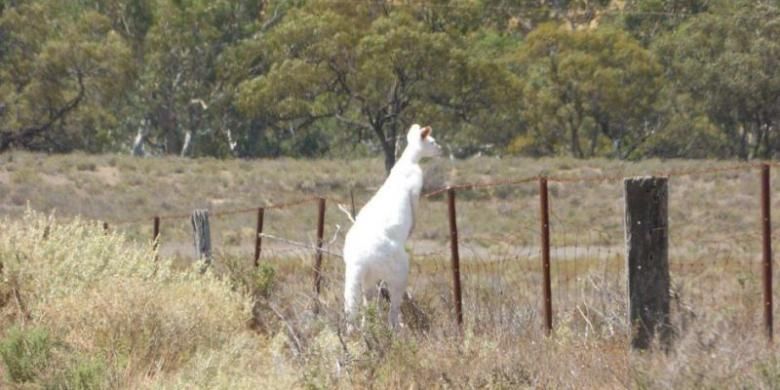 Seekor kanguru albino ditemukan di daerah Big Bend di dekat Sungai Murray di Australia Selatan.