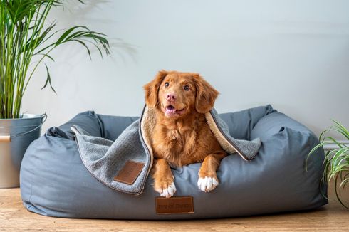 Berapa Lama Boleh Meninggalkan Anjing Sendirian di Rumah?