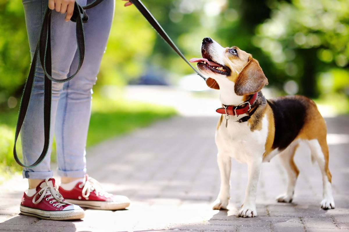 Ilustrasi anjing, ilustrasi kalung anjing, ilustrasi mengajak anjing jalan-jalan, ilustrasi anjing jalan-jalan.