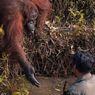 Refleksi Kesadaran Lingkungan dari Orangutan Borneo
