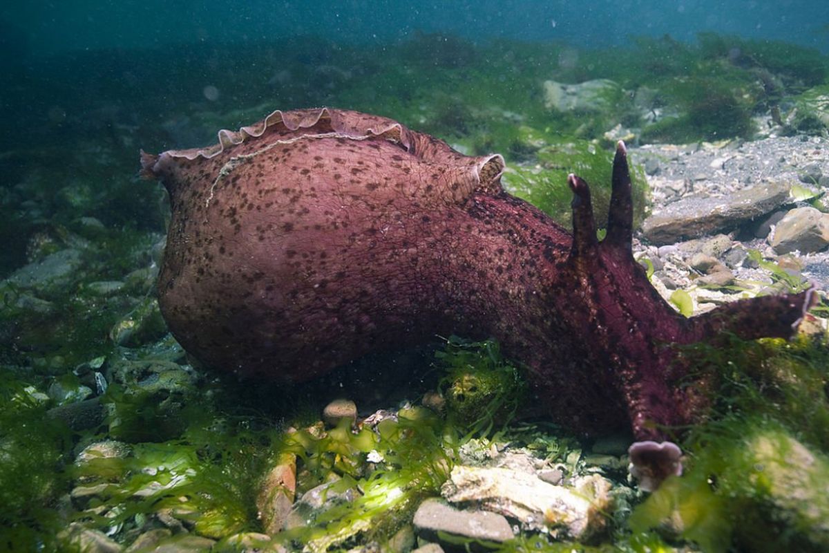 Aplysia californica.