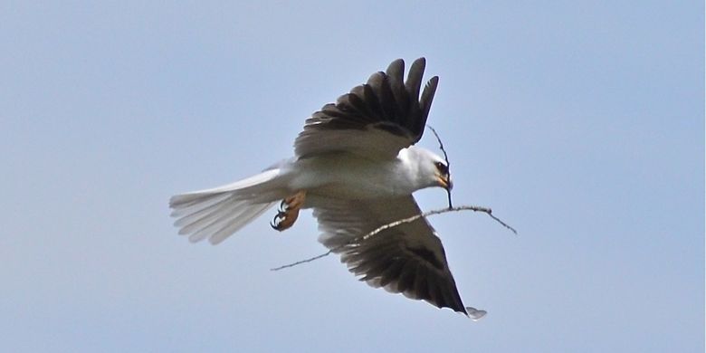 Elang ekor putih (Elanus leucurus)