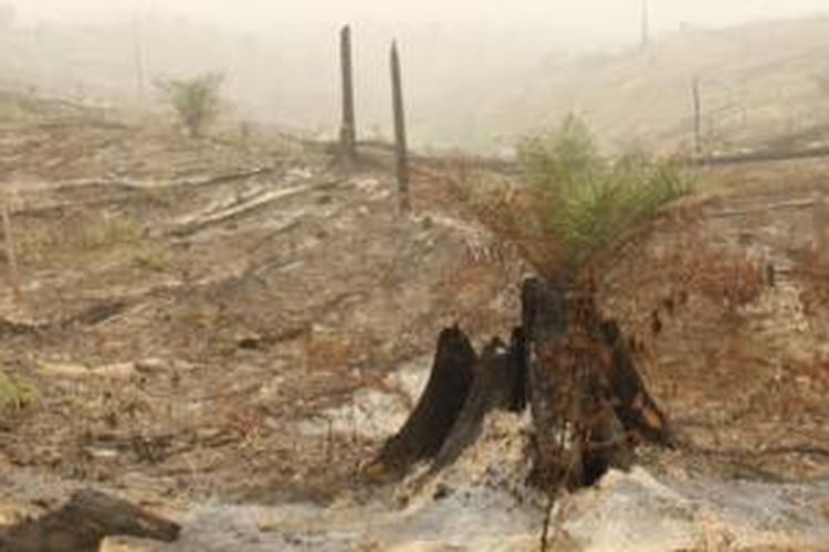 Kebun sawit baru di atas lahan yang telah dibakar. Pohon-pohon sawit muda tumbuh di sela-sela tunggul kayu yang menghitam.