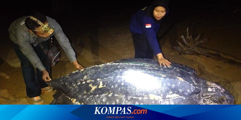 Siswa, Ini 5 Jenis Hewan Purba yang Perlu Kamu Ketahui - Vimarsana News