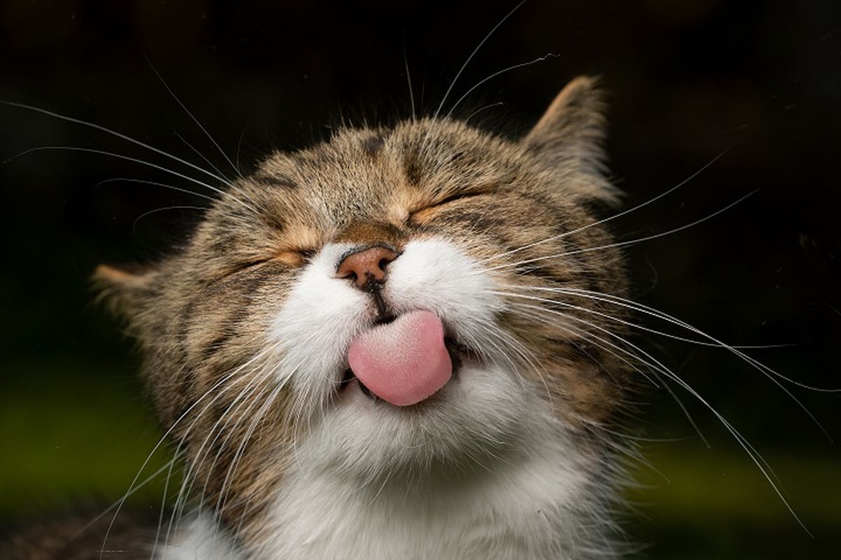 Ilustrasi kucing, ilustrasi lidah kucing.