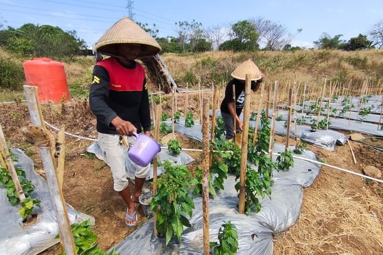 Kemarau di Cirebon, Petani Beralih dari Padi ke Palawija karena Krisis Air demi Bertahan Hidup