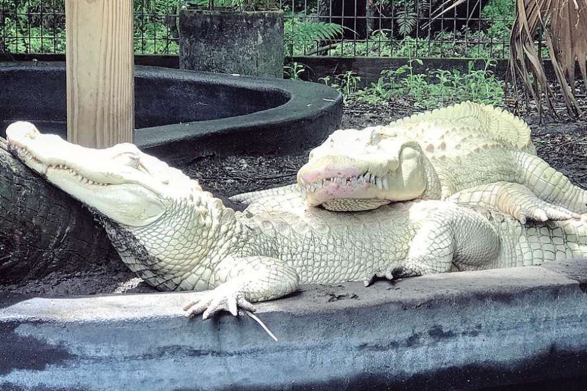 Sepasang buaya albino di taman margasatwa Wild Florida menghasilkan 19 telur albino.