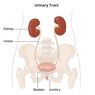Urutan Jalannya Urine