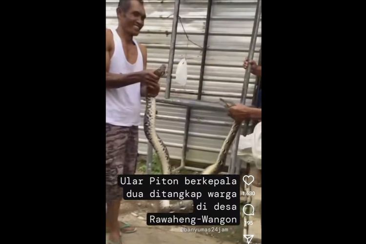 VIDEO VIRAL: Tangkapan layar video penemuan ular yamg dinarasikan berkepala dua di Desa Rawaheng, Kecamatan Wangon, Kabupaten Banyumas, Jawa Tengah.