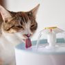 5 Cara agar Kucing Minum Lebih Banyak Air, Menurut Dokter Hewan