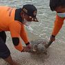 Seekor Penyu Ditemukan Mati di Pantai Sepanjang Gunungkidul, Terdapat Luka di Kepala dan Kaki