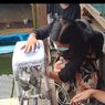 Bantu UMKM Ikan Hias, Universitas Pradita Bangun Sistem Pemantauan Kualitas Air Kolam