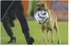 Video Anjing Curi Perhatian karena Beraksi dalam Pertandingan Liga Expansion Meksiko
