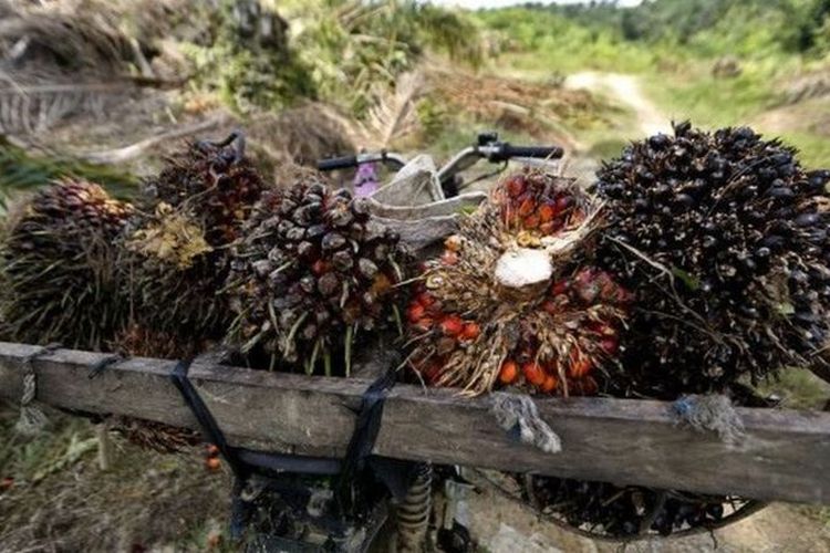 Ilustrasi buah kelapa sawit.