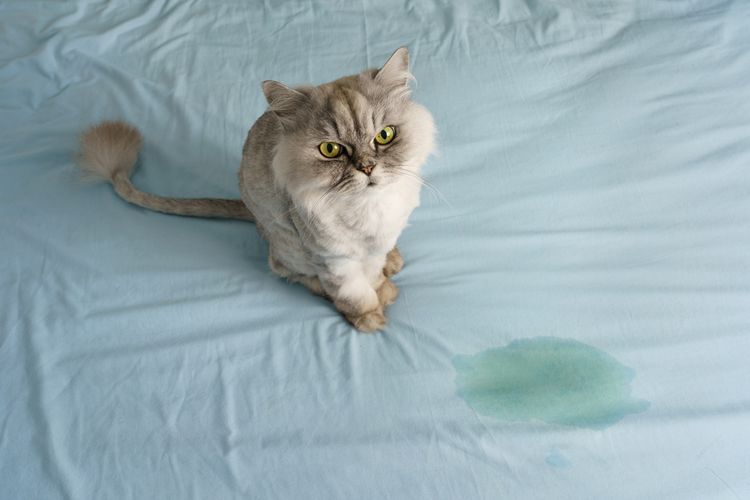 Ilustrasi kucing kencing di tempat tidur.