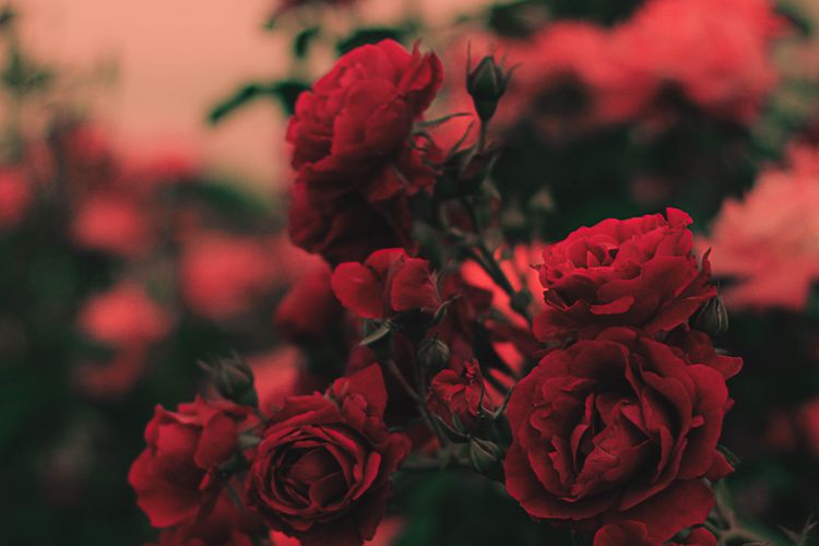 Mawar bisa digunakan untuk meredakan batuk.