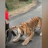 [VIDEO] Harimau Terkam Jip Safari, Bumper-nya sampai Robek