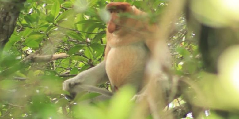 Berita Harian Bekantan Terbaru Hari Ini Kompas Com