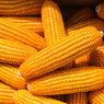Produksi Jagung di Lebak 3.193 Ton, Capai Omzet Rp 3 Miliar