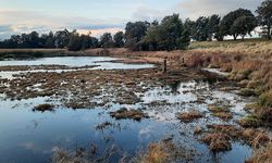 Disebut Asia Tenggara Kontributor Terbesar, Kenapa Kadar Metana di Awal Tahun 2020-an Pecah Rekor